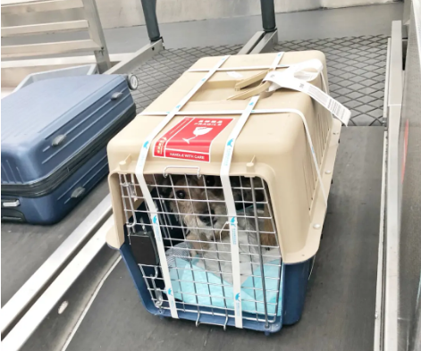 营口宠物托运 宠物托运公司 机场宠物托运 宠物空运